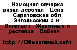 Немецкая овчарка вязка-девочка › Цена ­ 1 - Саратовская обл., Энгельсский р-н, Энгельс г. Животные и растения » Собаки   